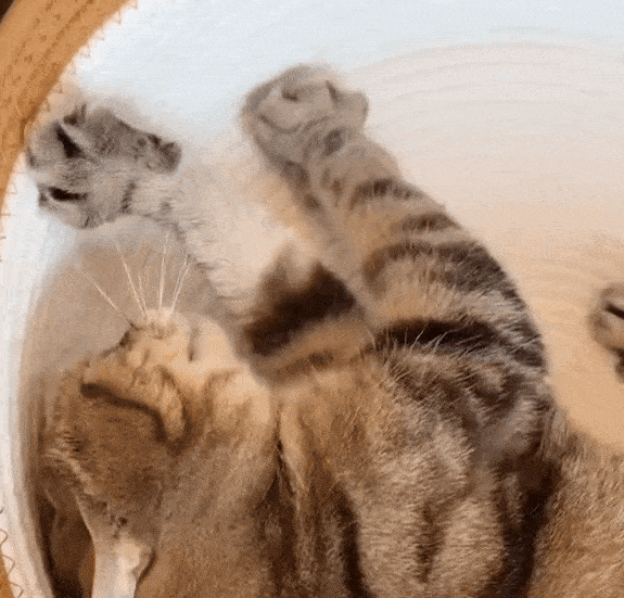 Two cats playing together in natural rope cat bed